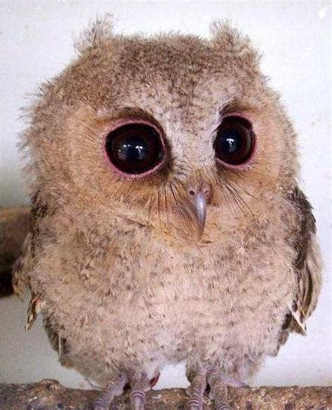 Cute Photos Of Animals With Big Eyes