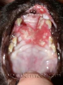 Feline eosinophilic granuloma complex is synonymous with feline. Dermatology Clinic for Animals » Eosinophilic Granuloma ...