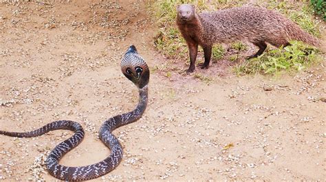 The #king cobra, also known as the hamadryad, is a venomous #snake species in the family elapidae, endemic to forests from. King Cobra Big Battle In The Desert Mongoose and the un ...