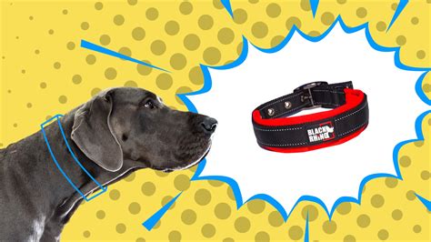 Whats The Best Dog Collar