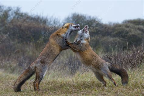 Two Red Foxes Fighting Stock Image C0427970 Science Photo Library
