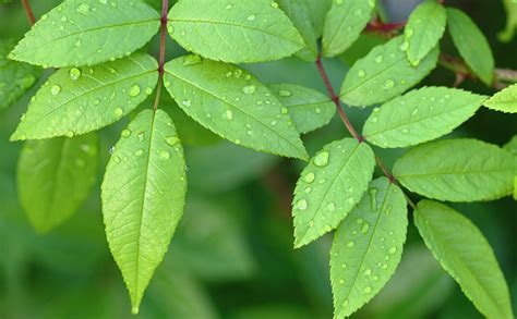 Wallpaper Foliage Green Nature Drops