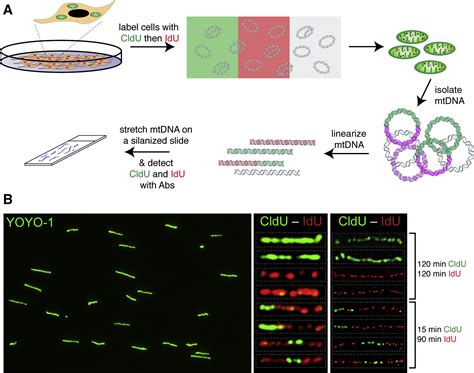 Single Molecule Analysis Of Mtdna Replication Uncovers The Basis Of The