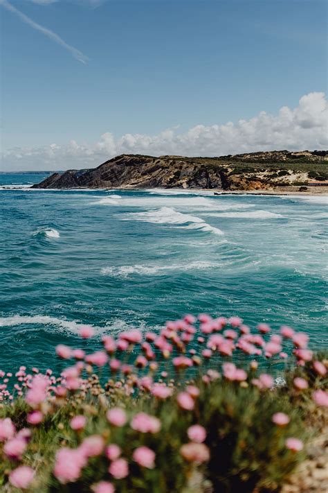 Cluster Pink Flowers Growing Ocean Edge Portugal Beach Piqsels