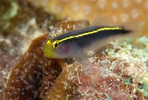Yellowstripe Neon Goby Gobiosoma Sp Saltwater Fish For Sale