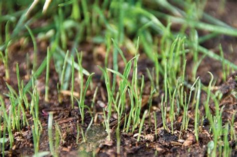 How To Plant Grass Seed Planting Grass Planting Grass Seed Growing