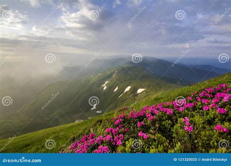 Lit By Sun Mountain Slope With Blooming Pink Flowers On Foggy Mo Stock