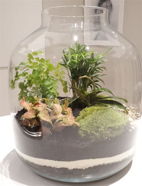 Terrarium Soil Layers And Their Functions With Pictures Smart