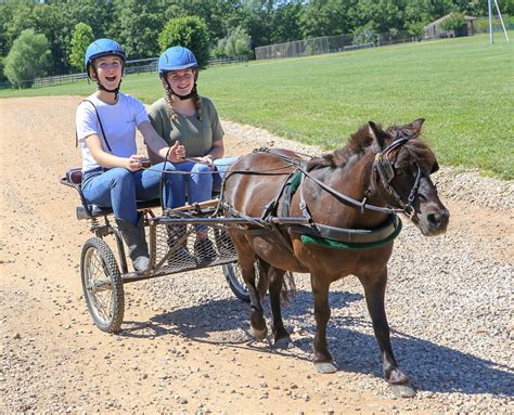 Miniature Horse Cart Driving And Riding Camp Cedars Camps