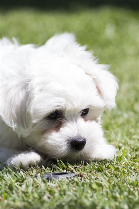 Puppy Dog White Maltese Maltese Maltese Dogs Dogs And Puppies