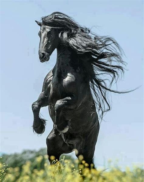 Cool Black Horse Rearing Up With Wild Flowing Mane Beautiful Horses