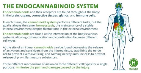 I Have An Endocannabinoid System