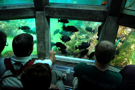 Seattle Aquarium Shooting Fish In A Barrel Cape Girardeau History