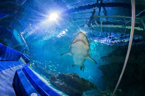Ocean Exhibit Underwater Tunnel Blue Planet Aquarium
