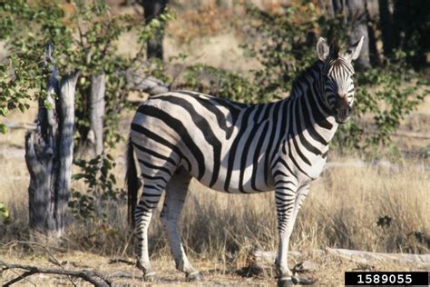 Plains Zebra Equus Burchellii