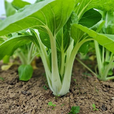 Asian Greens Pak Choi Organic Vital Seeds