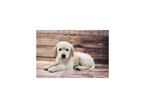 With a state of the art location providing you and your family with a fun and a hands on approach to learning about pets and their required needs. Golden Retriever Puppies - Petland Jacksonville Florida