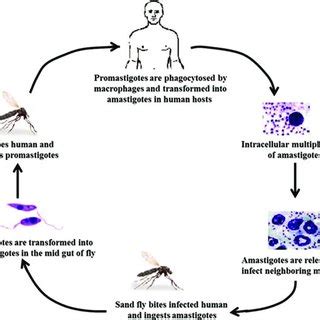 Leishmaniasis Life Cycle Diagram