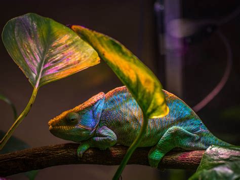 Exotic Animals Reptiles Chameleon That Changes Colors
