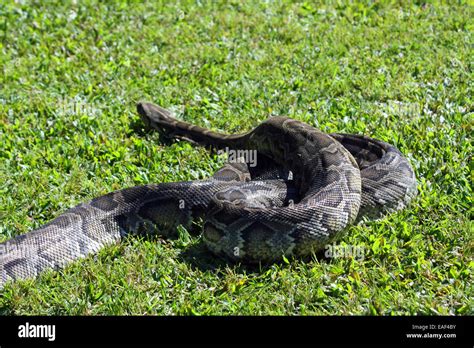 Florida Everglades Burmese Python Stock Photo Alamy