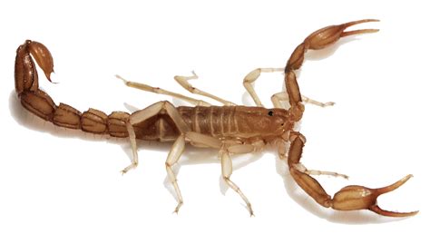 Scorpion (stylized as </scorpion>) is an american action drama television series created by nick santora for cbs. Scorpion Control AZ - Orange Pest Control | Safe and Effective