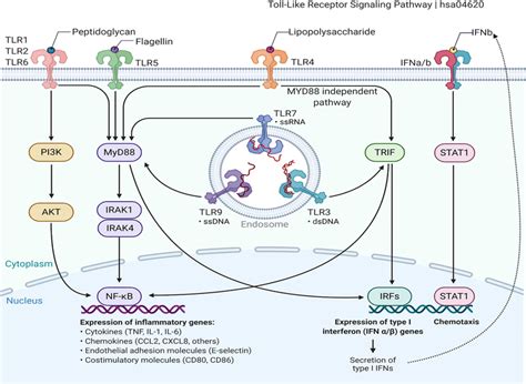Toll Like Receptor Tlr Signaling Pathway On Exposure To Pathogens Download Scientific