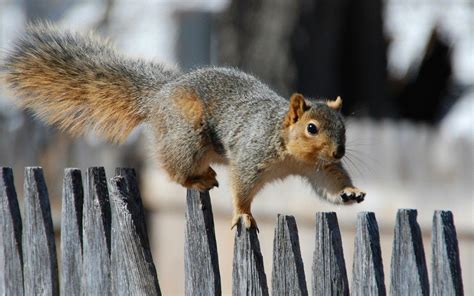 Animal Photography Funny Squirrels Hd Wallpapers Squirrel Funny