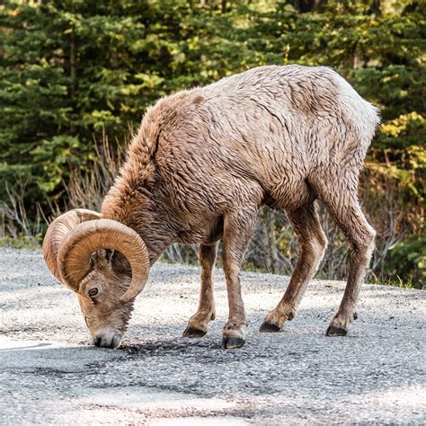 Wildlife Of Banff National Park