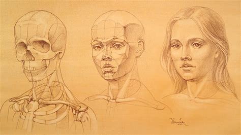 Head And Face Proportions Face Proportions Face Drawing Drawings