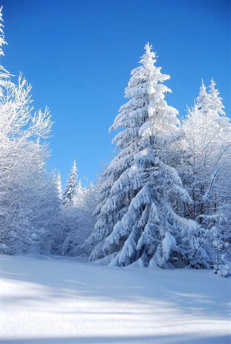 2019 Blue Sky Thick Snow Covered Trees Forest Photo Background Outdoor