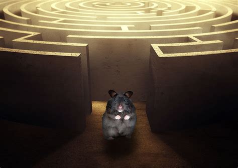Hamster Maze Tips And Diy Ideas Hamsteropedia