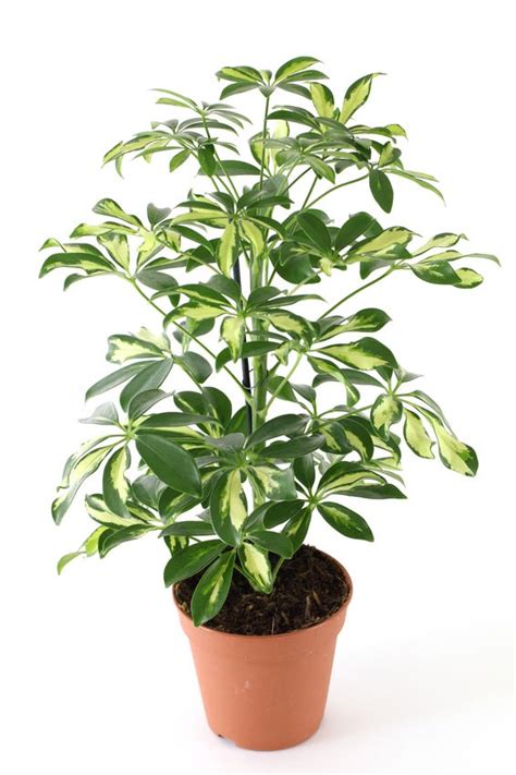 These large indoor plants can improve air quality and give you a lush atmosphere. 18 Best Large Indoor Plants | Tall Houseplants for Home ...