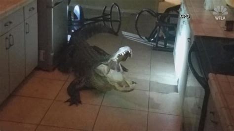 Aggressive 11 Foot Alligator Breaks Into Florida Home