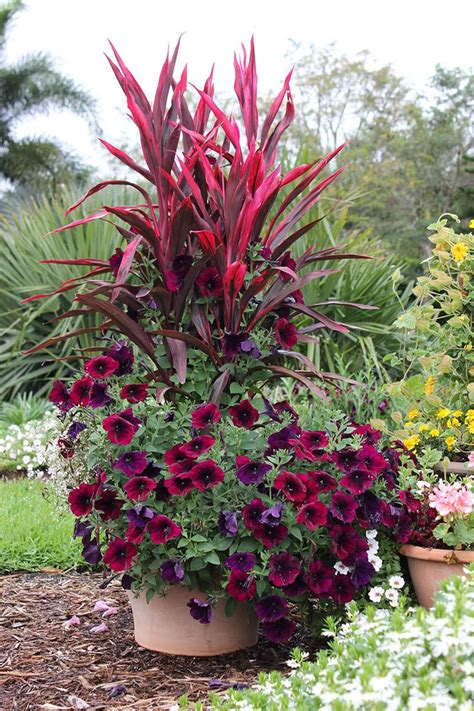 Read on for information on shade loving flowers for pots. 183 best images about Mixed flowers for pots by pool on ...