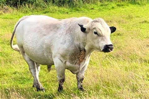 1 British White Breeding Bull Sellmylivestock The Online Livestock