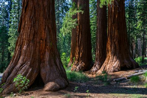 Mariposa Grove Of Giant Sequoias Hiking Guide Joes Guide To Yosemite