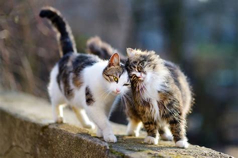 Make sure that there is plenty of food available, (but keep the food in a separate area from the litter box.) Can a Feral Cat Ever Be Tamed? - Petset.com