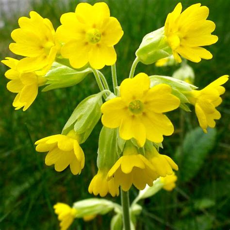 Cowslip Definition Of Cowslip