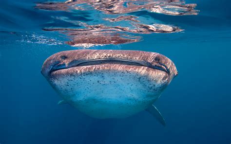 Free Download Whale Shark Watching At You Photo And Wallpaper Cute