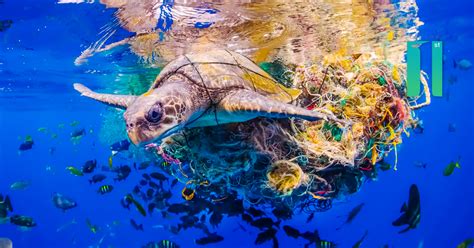 Sea Turtle Entangled In A Mass Of Ocean Debris In Sri Lanka Ocean