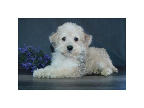 Click here to be notified when new miniature dachshund puppies are listed. Schnoodle Puppies - Petland Iowa City