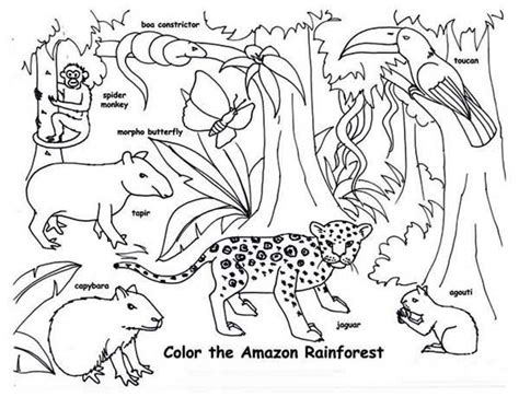 Tropical Rainforest Animals Coloring Pages At Free