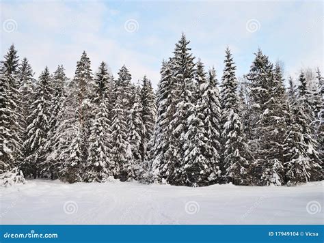 Fir Trees With Snow In Winter Forest Stock Photo Image Of Freshness