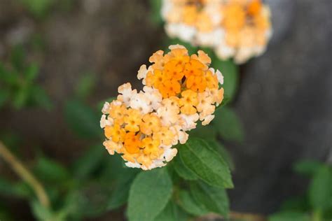 35 Types Of Orange Flowers Identification And Photos