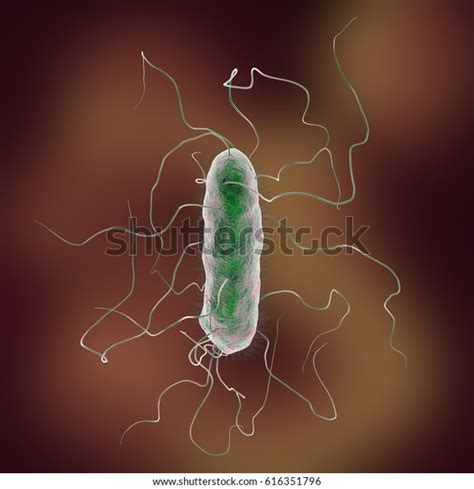 Proteus Mirabilis Bacterium 3d Illustration Gramnegative Stock