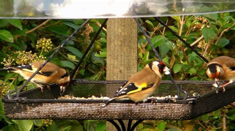 Goldfinches Robin Blue Tit And Bullfinch Beneath The Dome Youtube