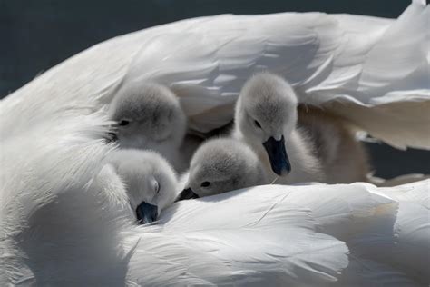 Ducklings Goslings And Cygnets Bird Photo Contest Photocrowd Photo