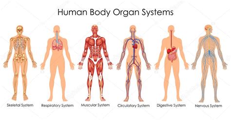 medical education chart of biology for human body organ system diagram — stock vector © vecton