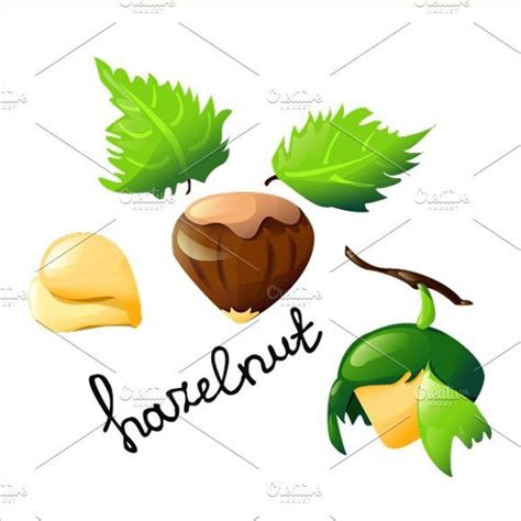 Vector Bright Hazelnut Botanical Illustration Graphic Design Logo