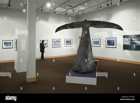 Photo Gallery And Whale Tail Sculpture At Alaska State Museum Juneau